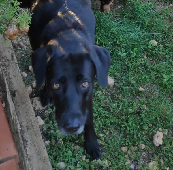 ADULTO