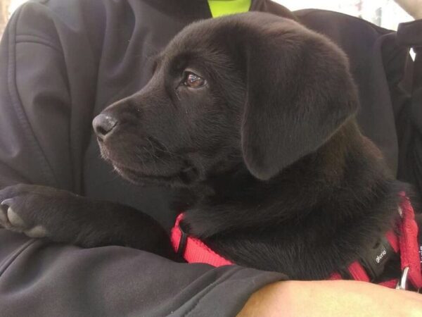 CACHORRO
