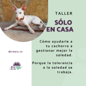 Taller SOLO EN CASA